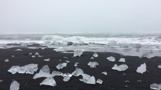 Да, в Исландия тези насекоми отсъстваха доскоро