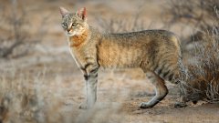 Те са се оформили по еволюционен път, а не чрез селекция от хората