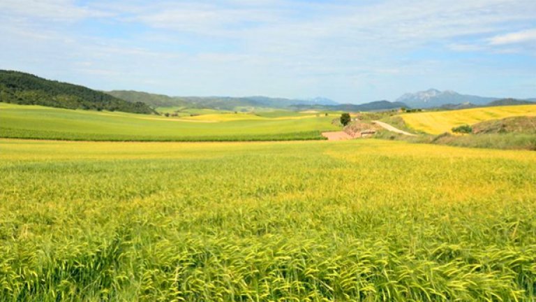 Ел Камино върви през нивя и полета. И тъкмо, когато едва-едва вървиш и си мислиш: "Ех, господи, да имаше сянка..." и тя се появява