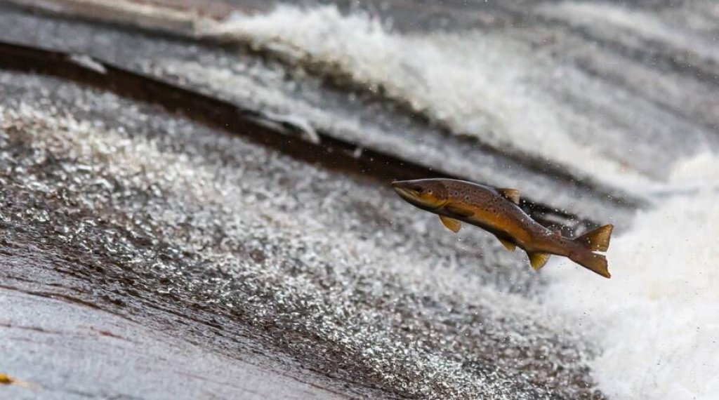 salmon-jumping