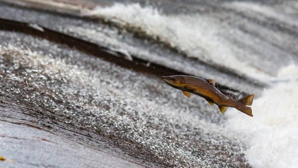 salmon-jumping