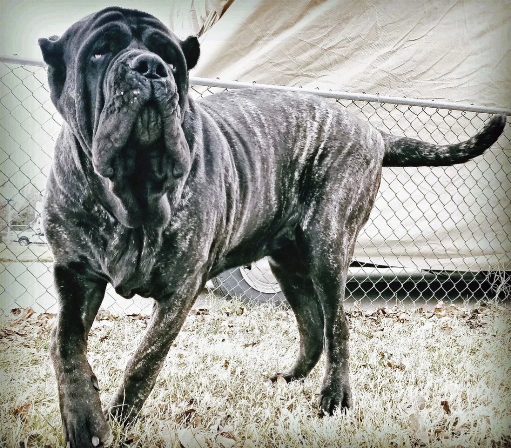 big dog