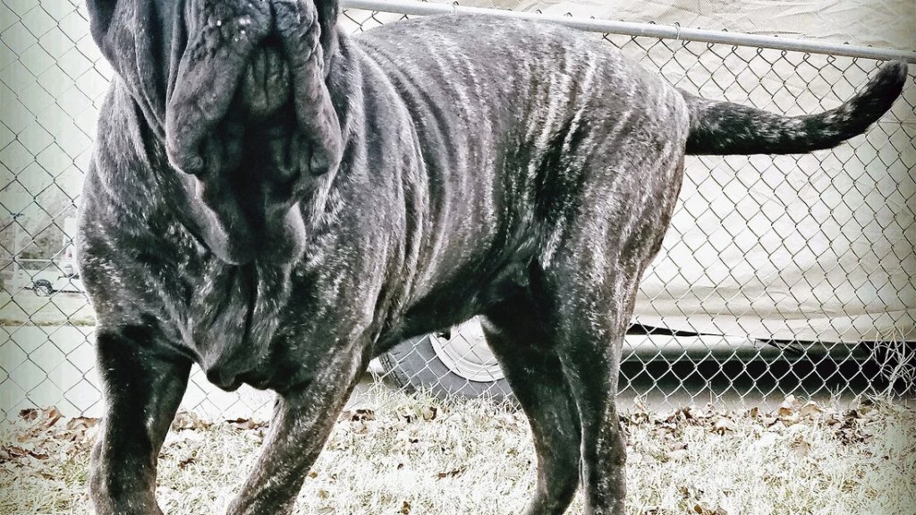 big dog
