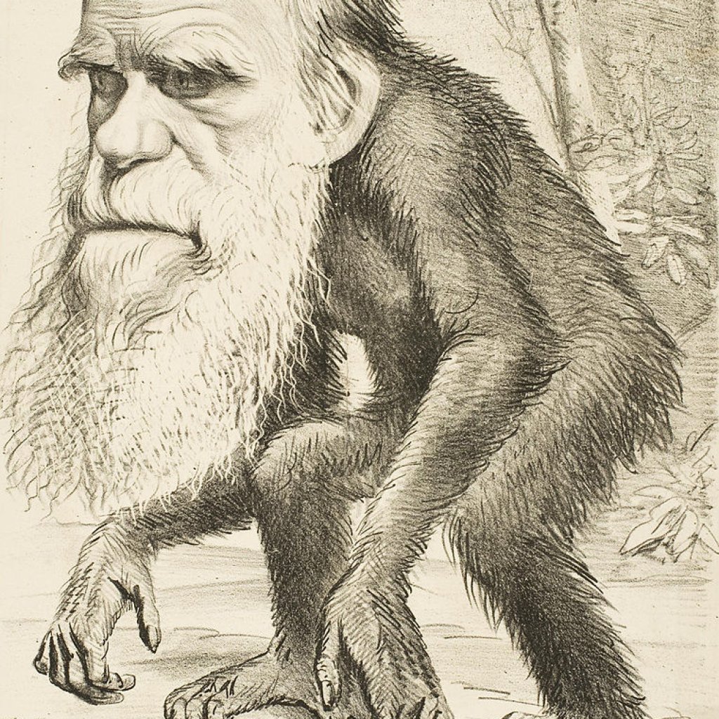 Editorial_cartoon_depicting_Charles_Darwin_as_an_ape_(1871)