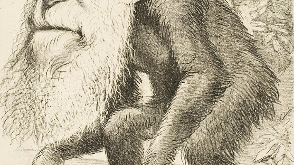 Editorial_cartoon_depicting_Charles_Darwin_as_an_ape_(1871)