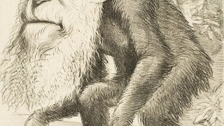 Editorial_cartoon_depicting_Charles_Darwin_as_an_ape_(1871)