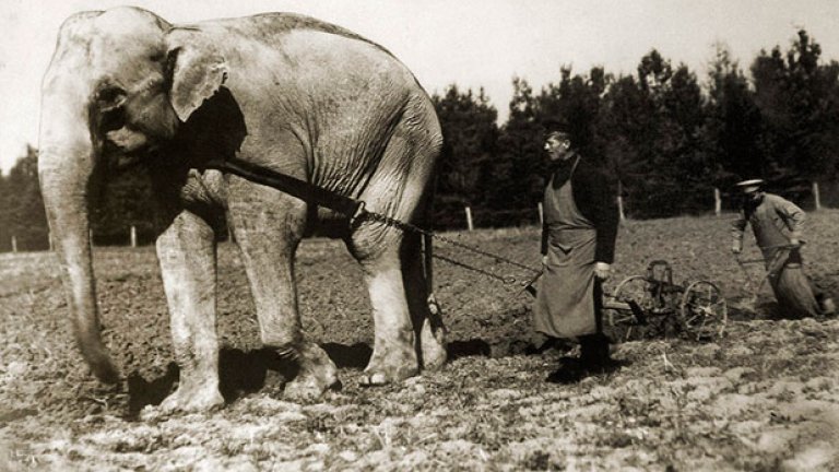 Първият слон в България на име Нал, предназначен за софийската зоологическа градина, впрегнат да оре стопанството в двореца Врана, началото на ХХ век Източник: "Изгубената България"