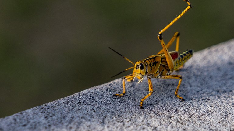 Най-смешните снимки на животни за 2025 г.