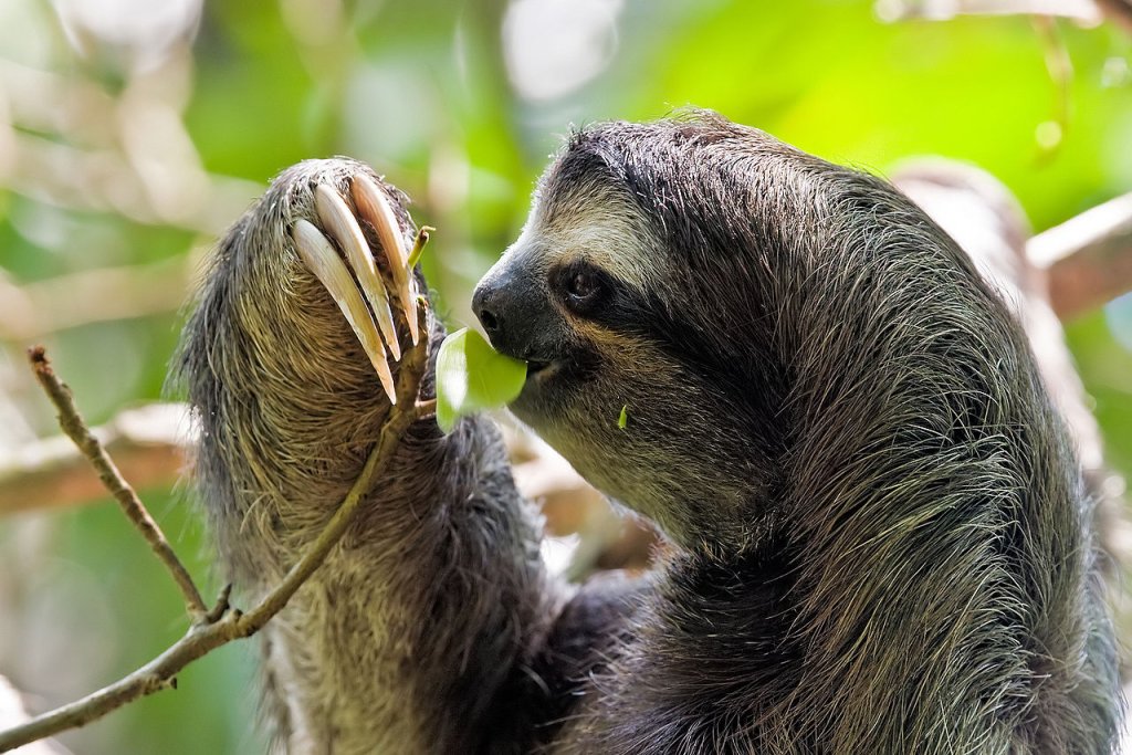 1280px-Bradypus_variegatus
