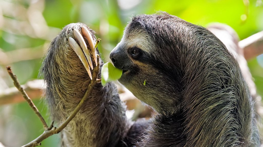 1280px-Bradypus_variegatus