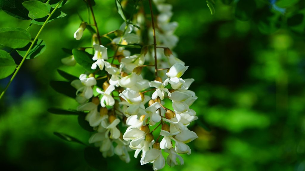 Бяла акация, салкъм (Robinia pseudoacacia)