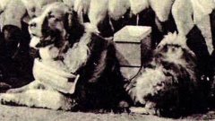Мейджър - кучето герой, което преобърна историята на Нютън Хийт.
