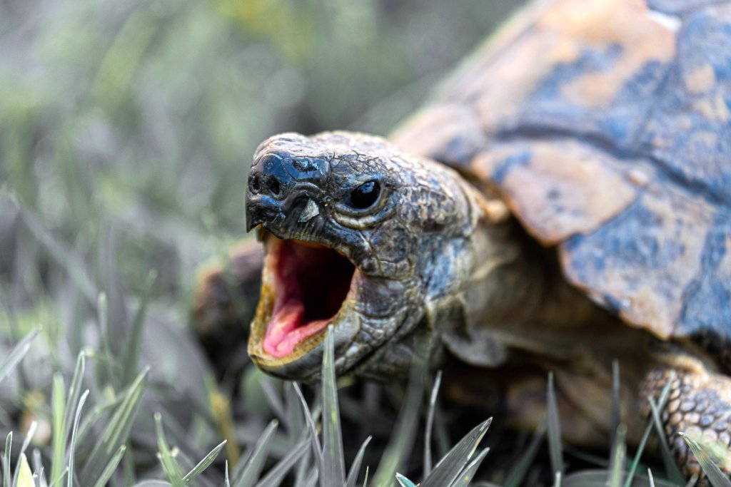 photo-of-turtle-s-mouth-3487177