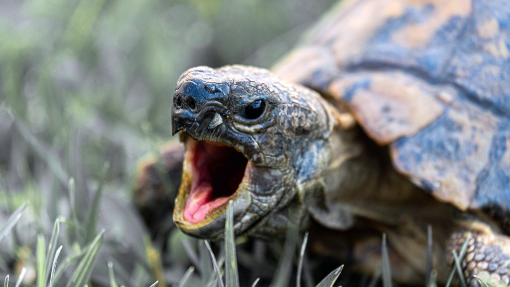 photo-of-turtle-s-mouth-3487177