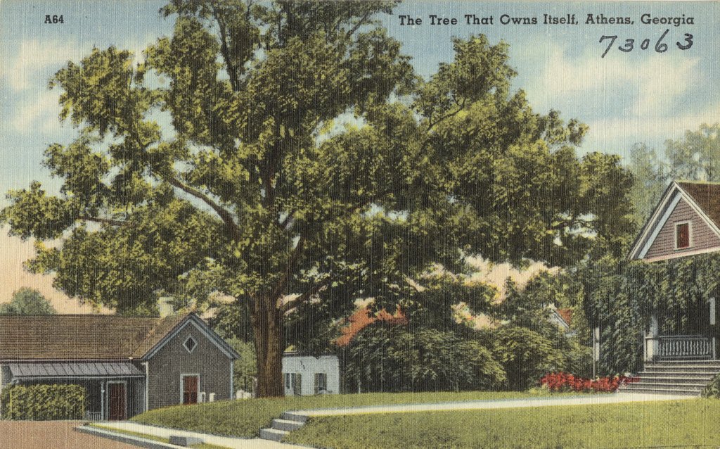 The_tree_that_owns_itself,_Athens,_Georgia_(8342838973)