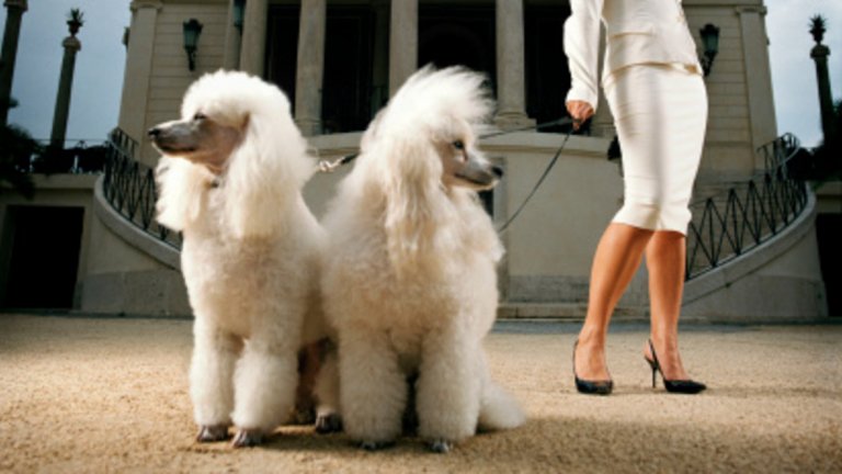Пуделът е сред най-умните породи кучета и любими модели на кучешките фриьори 