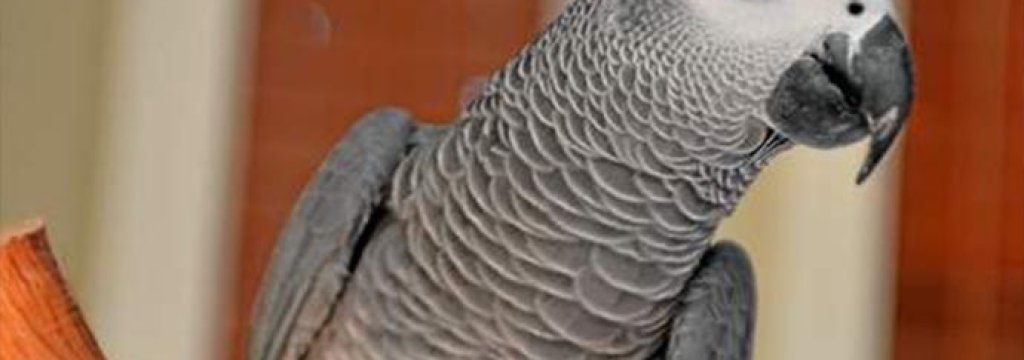 parrot
