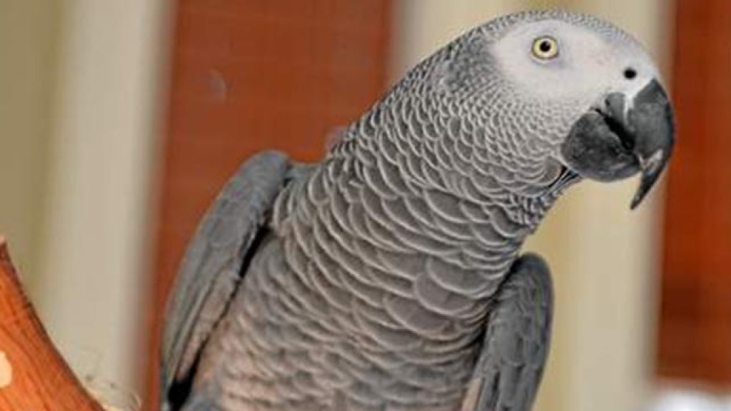 parrot