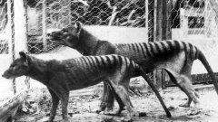 Последният тасманийски тигър умира в зоопарк през 1936 година