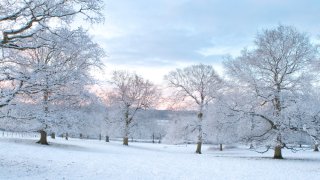 Oak Trees In the Snow at Dawn
