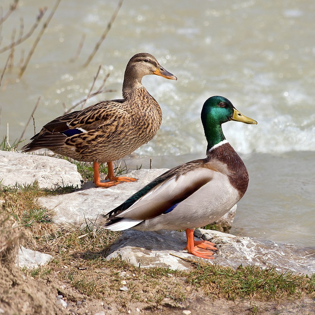 1024px-Anas_platyrhynchos_male_female_quadrat