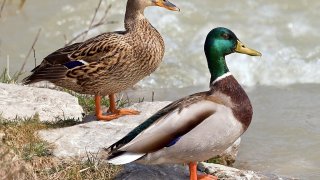 1024px-Anas_platyrhynchos_male_female_quadrat