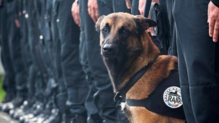 Всеки българин може много или малко спокойно да заяви чистосърдечно на стената си "Аз съм куче!" и да продължи да си лае, докато Дизел мълчи с достолепие от паметната плоча на героите