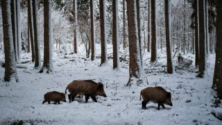 „Парадоксът на дивата свиня“ в Чернобил най-накрая бе разгадан