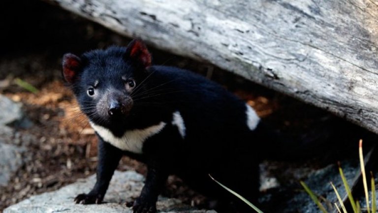 Тасманийският дявол има черна козина с бяла "якичка" около врата