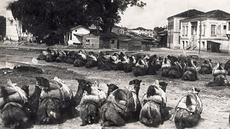 Гюмюрджина (Комотини в дн. Гърция), товарни камили, около 1913-19 г. Източник: "Изгубената България"