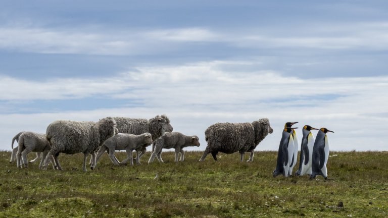 Най-смешните снимки на животни за 2025 г.