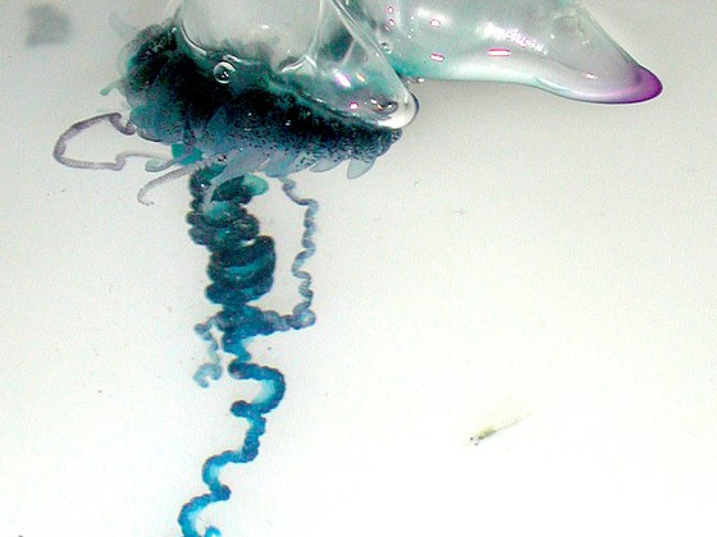 560px-Portuguese_Man-O-War_(Physalia_physalis)