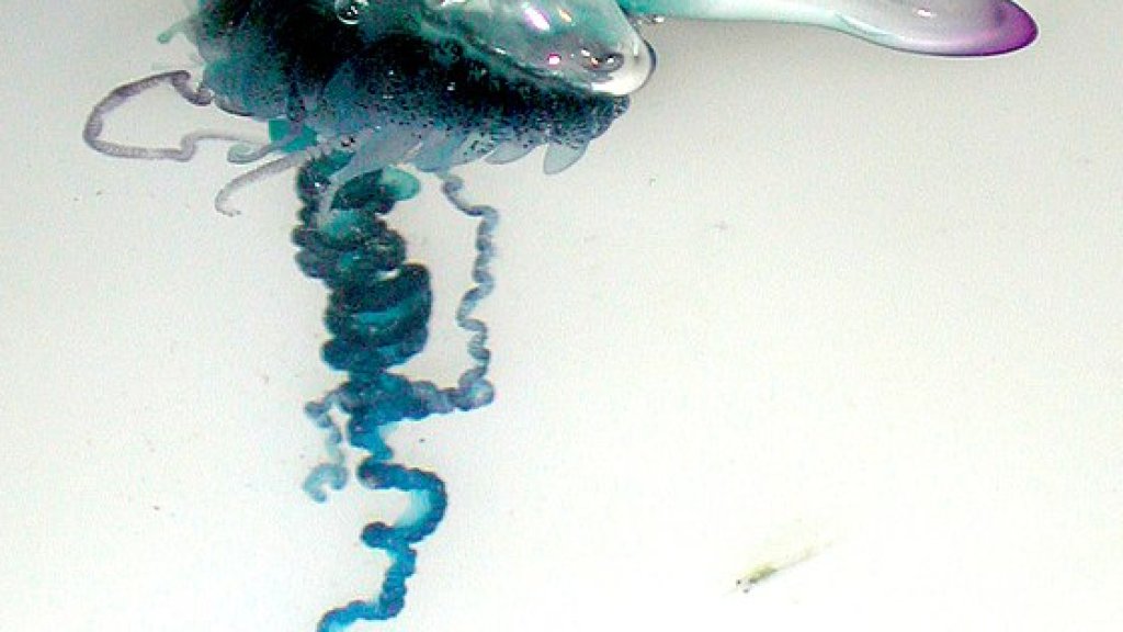 560px-Portuguese_Man-O-War_(Physalia_physalis)
