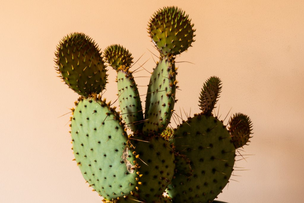 earl-wilcox-6Qu69a-BZJA-unsplash