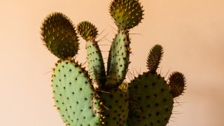 earl-wilcox-6Qu69a-BZJA-unsplash