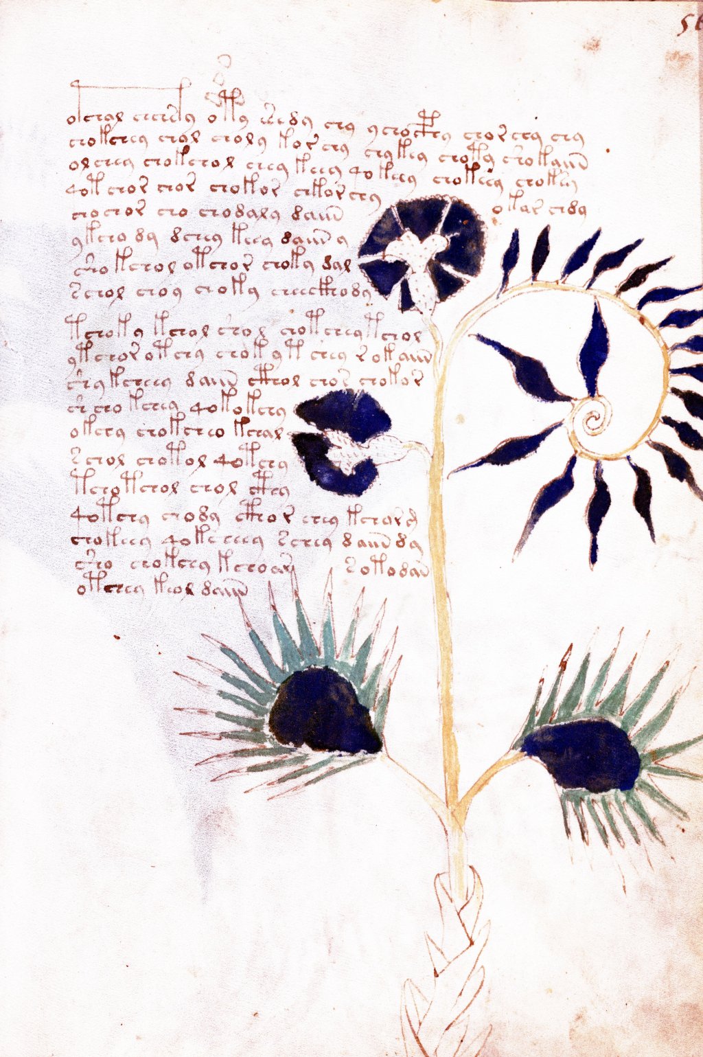 От загадъчните символи до необичайните илюстрации - историята на най-странния ръкопис в света