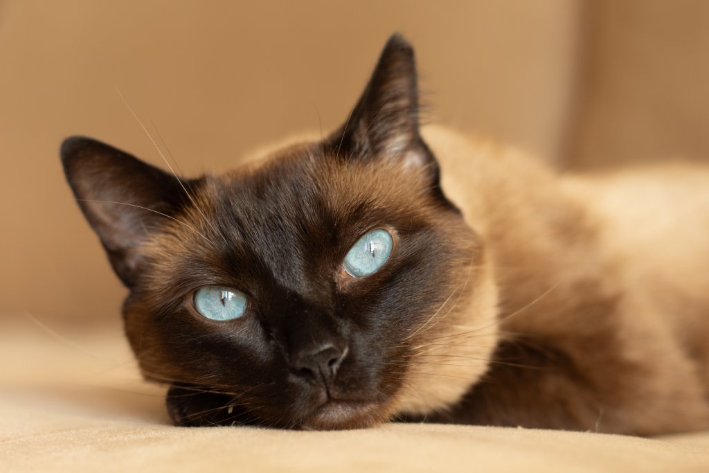 Вижте ги тук: