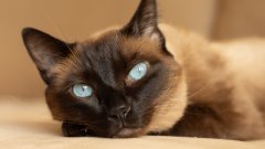 Вижте ги тук: