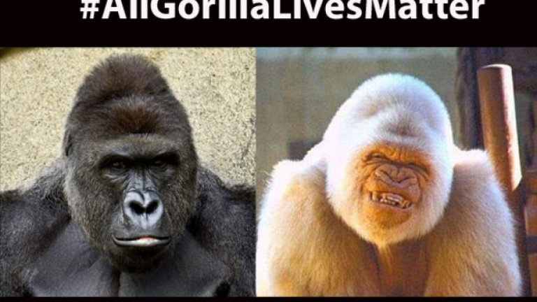 Духът на Харамбе броди из интернет