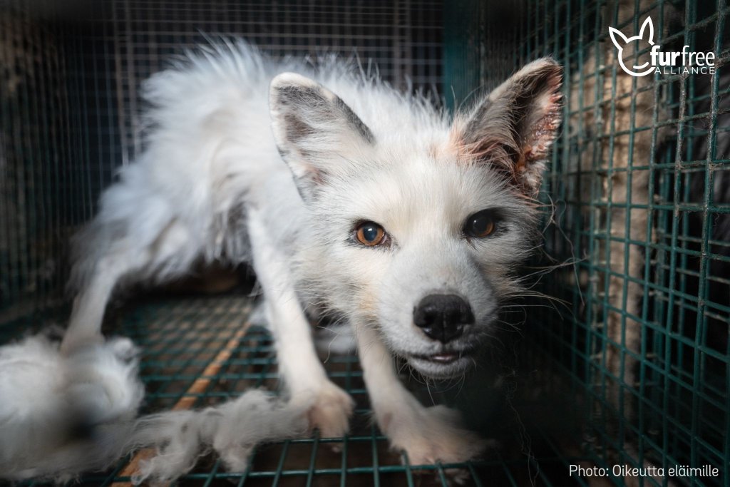 Photo 2 Finnish fox farm 2022 (2)