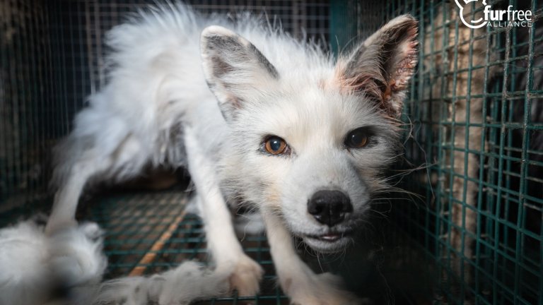 Photo 2 Finnish fox farm 2022 (2)
