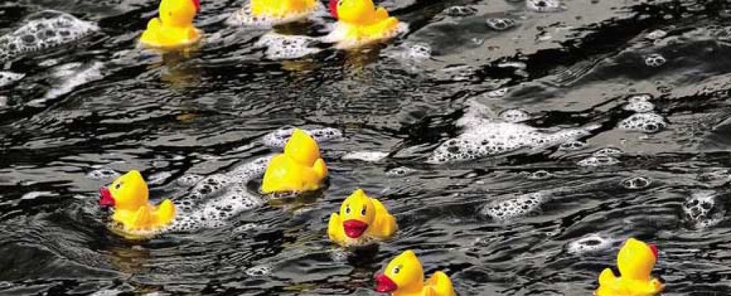 yampa_river_rubber_ducky_race