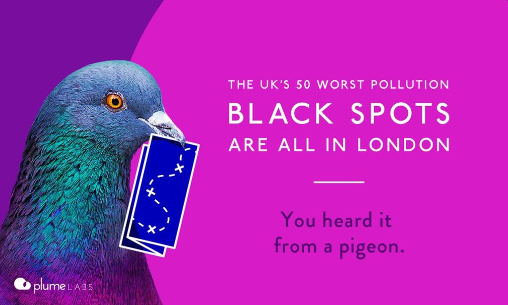 Pigeon