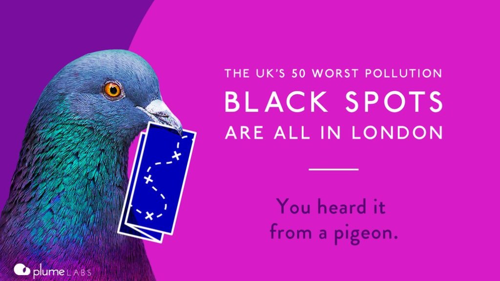 Pigeon