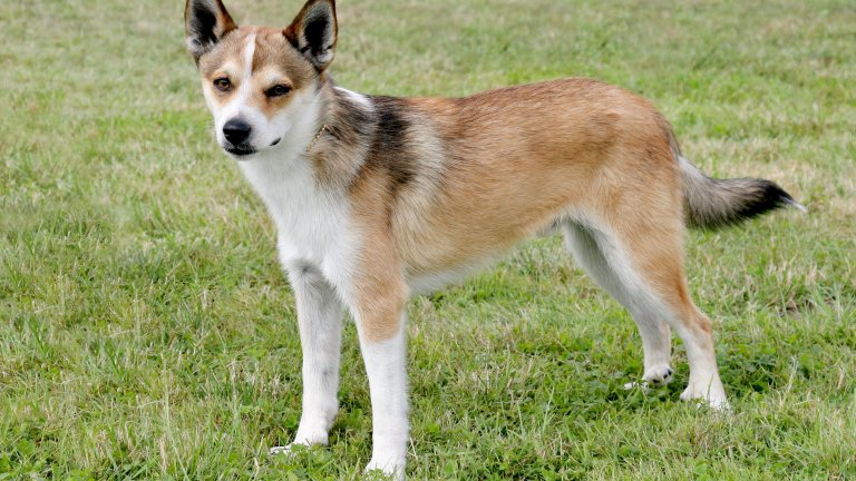 Норвежкият лундехунд е бил на косъм от изчезване и е изключително рядка порода