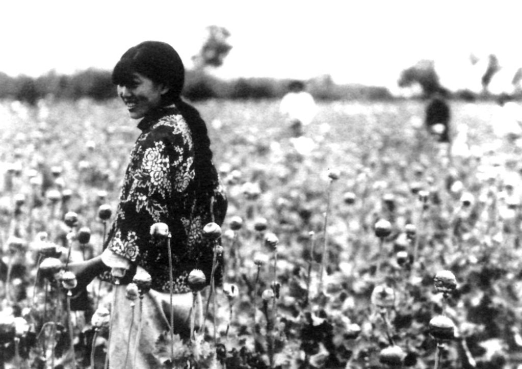 Manchukuo-poppy_harvest