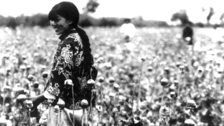 Manchukuo-poppy_harvest