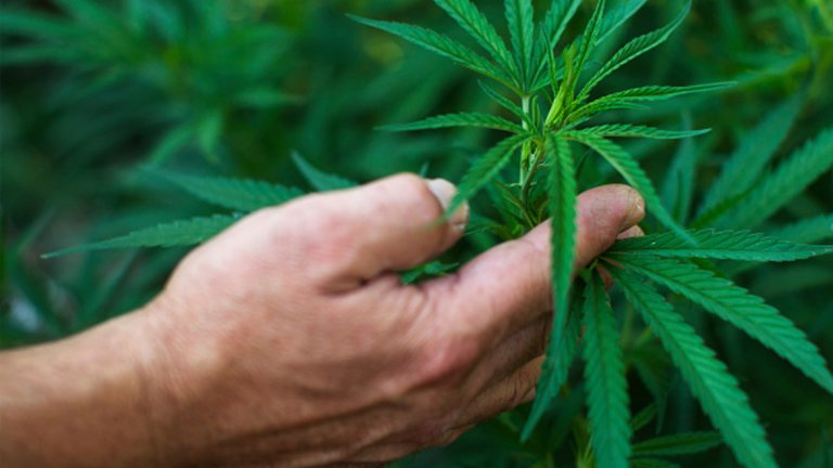 Учени от БАН откриха, че канабисът има антитуморни свойства