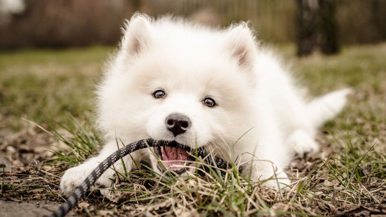 И как да се грижим за козината им