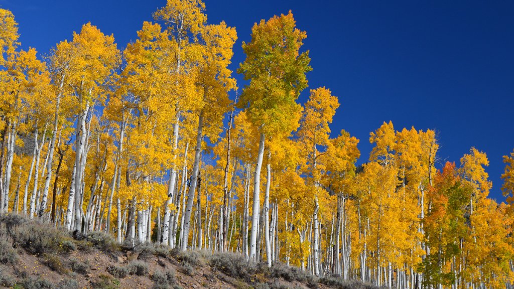 FallPando02